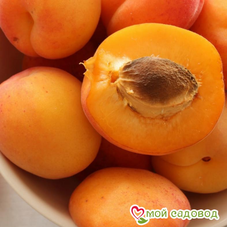 Абрикос Букурия