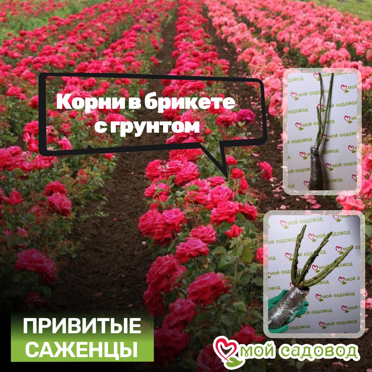 Роза Эдит