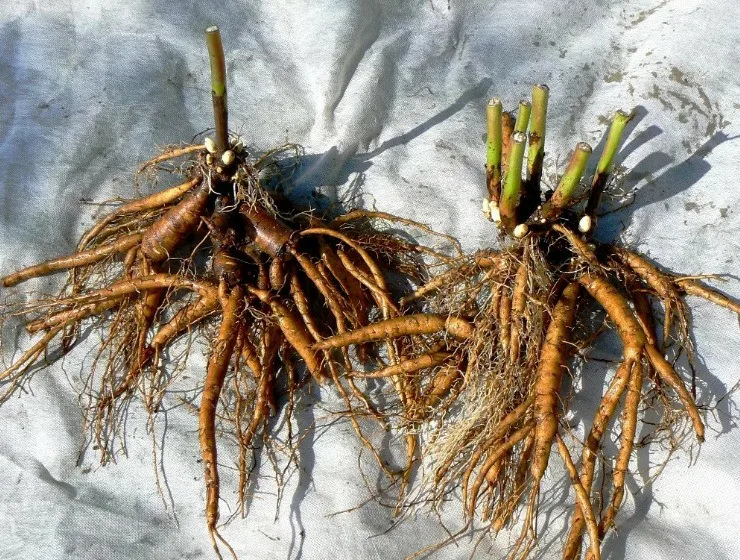 Лилейник Блаш Мист